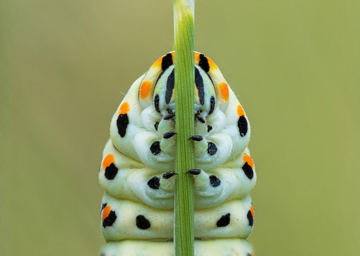 Schwalbenschwanzraupe -Swallowtail caterpillar - Papilio machaon